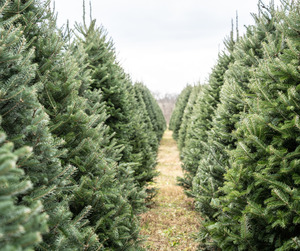 a row of trees at a christmas tree farm